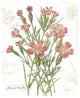 "January Dianthus on White" Digital Paper Print by Katie Pertiet, 24"x30"