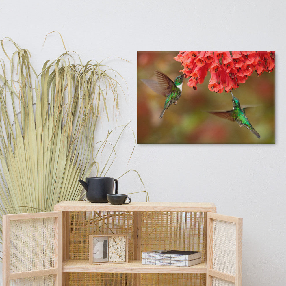 Hummingbirds Reddish-Orange Flowers Animal Wildlife Photo Canvas Wall Art Print, 24" X 36"