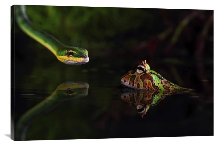 "Courage" Stretched Canvas Giclee by Shikhei Goh, 30"x20"