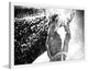 Marmont Hill, "White Horse Mask" Framed Painting Print, 36x24
