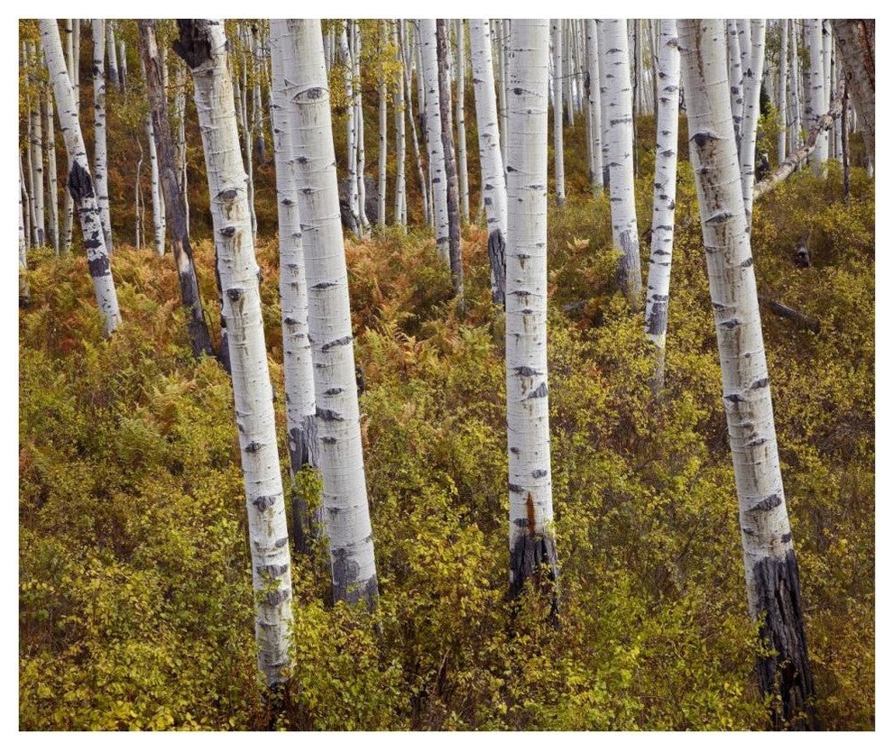 "Quaking Aspen trees in autumn" Digital Paper Print by Tim Fitzharris, 42"x35"