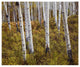 "Quaking Aspen trees in autumn" Digital Paper Print by Tim Fitzharris, 42"x35"