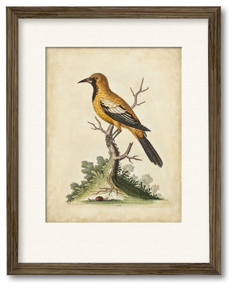 "Edwards Gold Finch" Gallery Collection Framed Art, 16"x20"