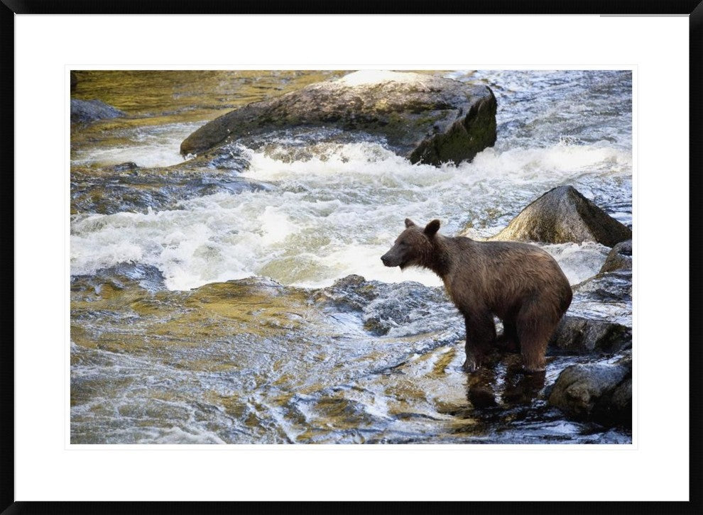 Grizzly Bear Fishing Along Anan Creek, Tongass National Forest, Alaska, 36"x26"
