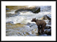 Grizzly Bear Fishing Along Anan Creek, Tongass National Forest, Alaska, 36"x26"