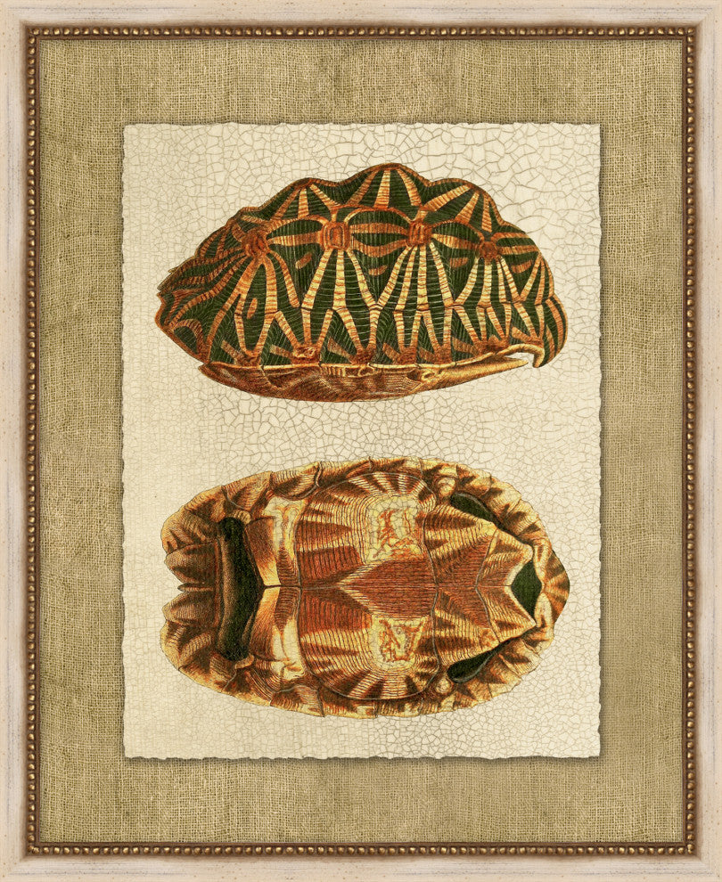 Neutral Turtle 4, Giclee Reproduction Artwork