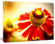 Beautiful Flower on Yellow Background, Flower Artwork on Canvas, 40"x30"