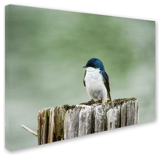 Jai Johnson 'Resting Swallow' Canvas Art, 19 x 14