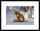 "Red Fox sitting on snow, Kamchatka, Russia"  by Sergey Gorshkov, 26x20"