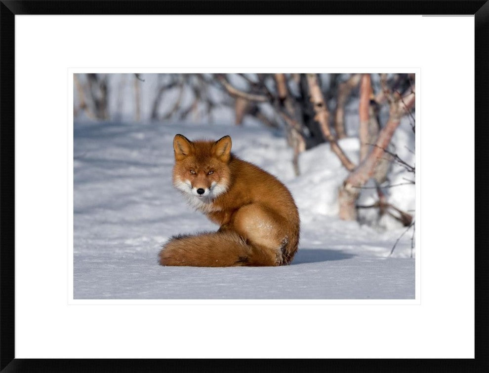 "Red Fox sitting on snow, Kamchatka, Russia"  by Sergey Gorshkov, 26x20"