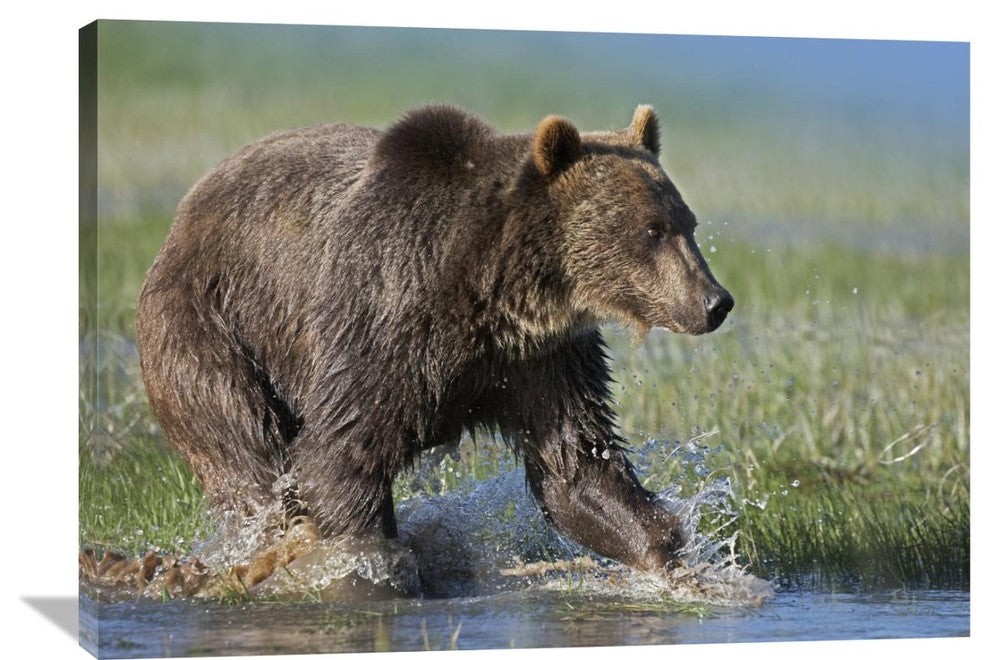 "Grizzly Bear Running Through Water, North America" Artwork, 40" x 30"