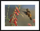 Broad-Tailed Hummingbird Feeding On Flower Nectar, Santa Fe, New Mexico, 30"x24"