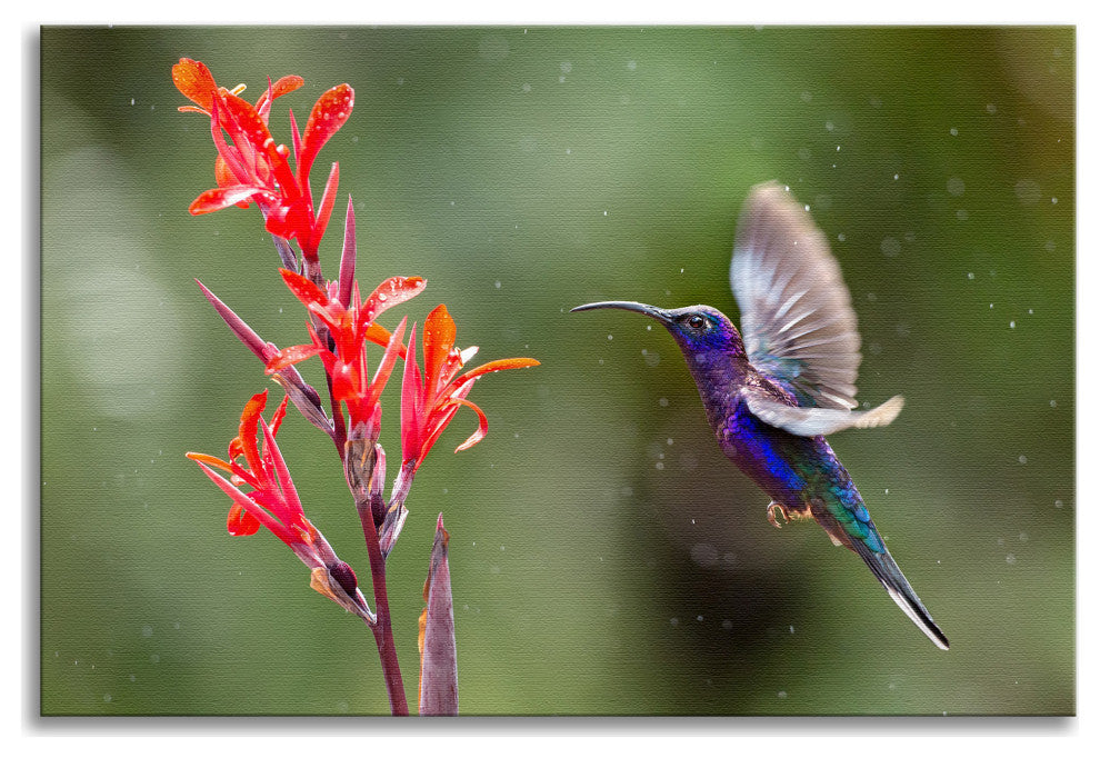 Hummingbird with Little Red Flowers Wildlife Photograph Canvas Wall Art Prints, 12" X 16"