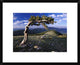 "Bristlecone pine, Mt Evans, Colorado"  by Tim Fitzharris, 24x20"