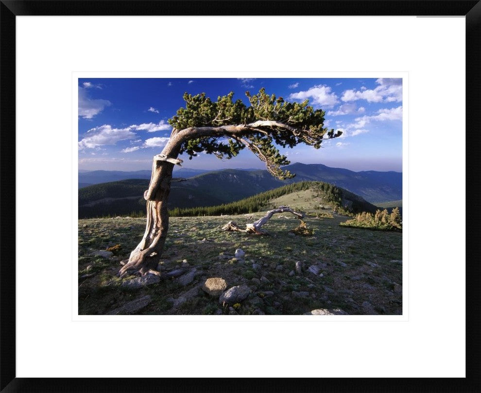 "Bristlecone pine, Mt Evans, Colorado"  by Tim Fitzharris, 24x20"