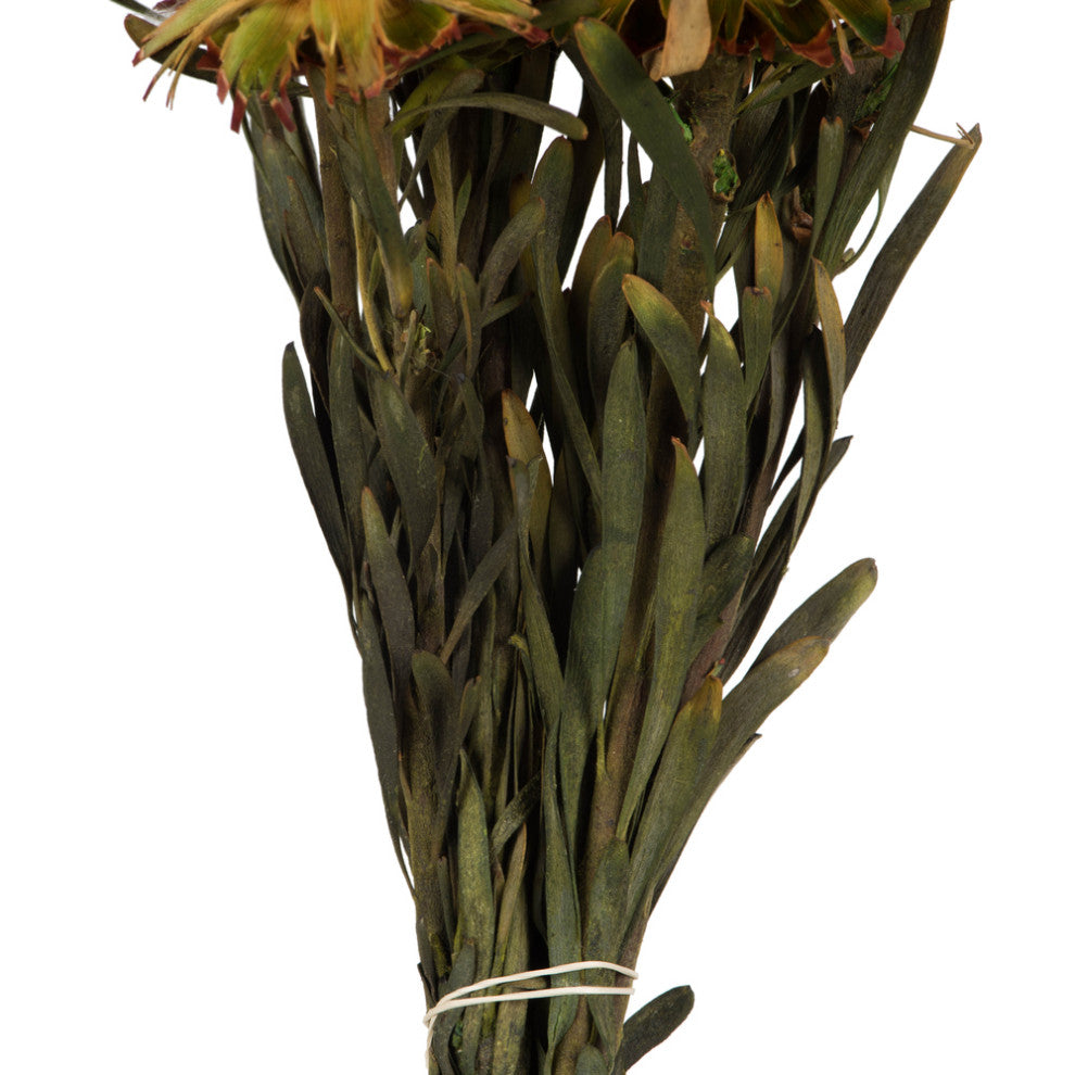 Vickerman 8-20" Plumosum Bundle, Preserved, Aspen Gold