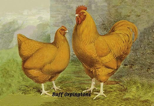 Buff Orpingtons- Gallery Wrapped Canvas Art 28" x 42"