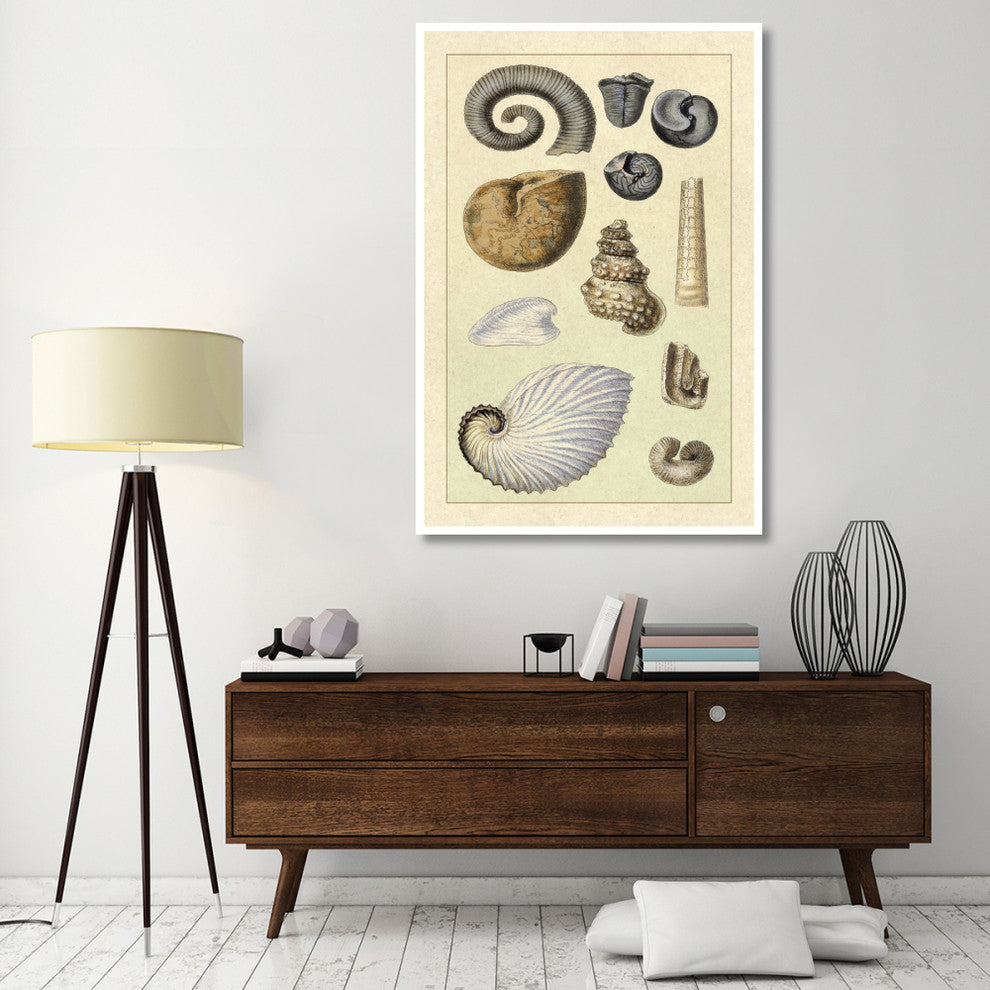"Shells: Ammonacea" Digital Paper Print by G.B. Sowerby, 42"x62"