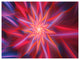 Shining Red Purple Exotic Flower, Floral Canvas Art Print, 40"x30"