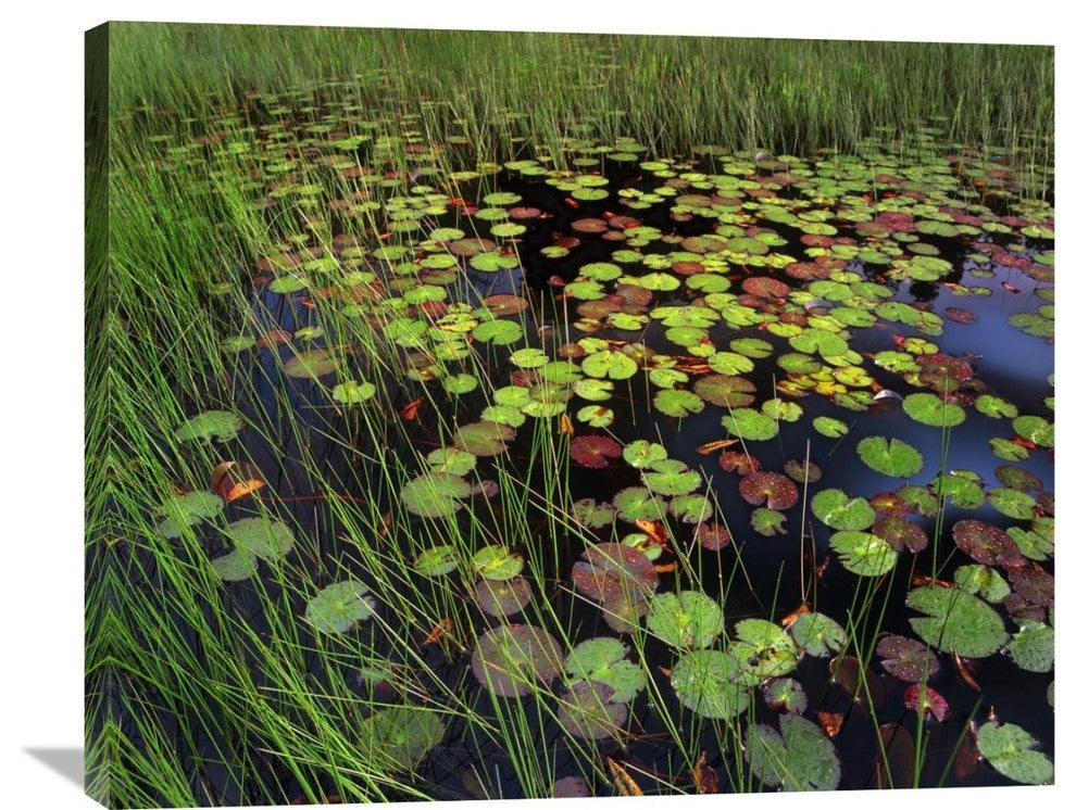 "Pond With Lily Pads And Grasses, Cape Cod, Massachusetts" Artwork, 35" x 28"