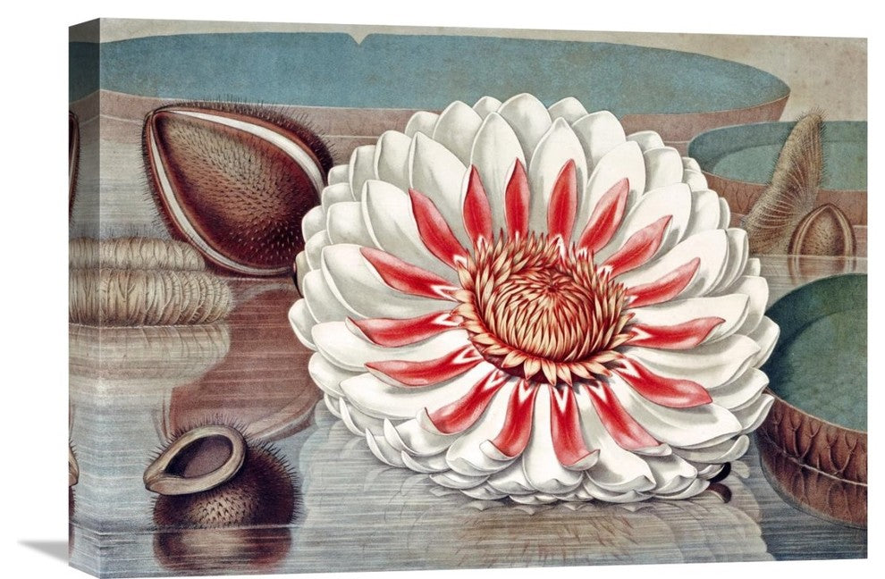 "The Great Water Lily of America (Complete Bloom)" Artwork, 22" x 15"