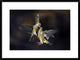 "Flying Kiss 11" Framed Digital Print by Marco Redaelli, 32x24"