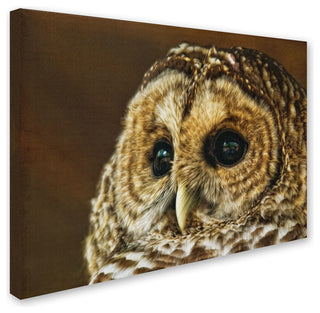 'Barred Owl Portrait' Canvas Art by Lois Bryan