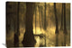 "Bald Cypress Grove At Dawn, Lake Fausse Pointe, Louisiana" Artwork