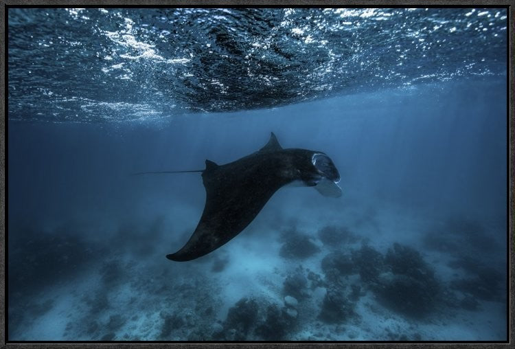 Manta Ray, 24"x16"