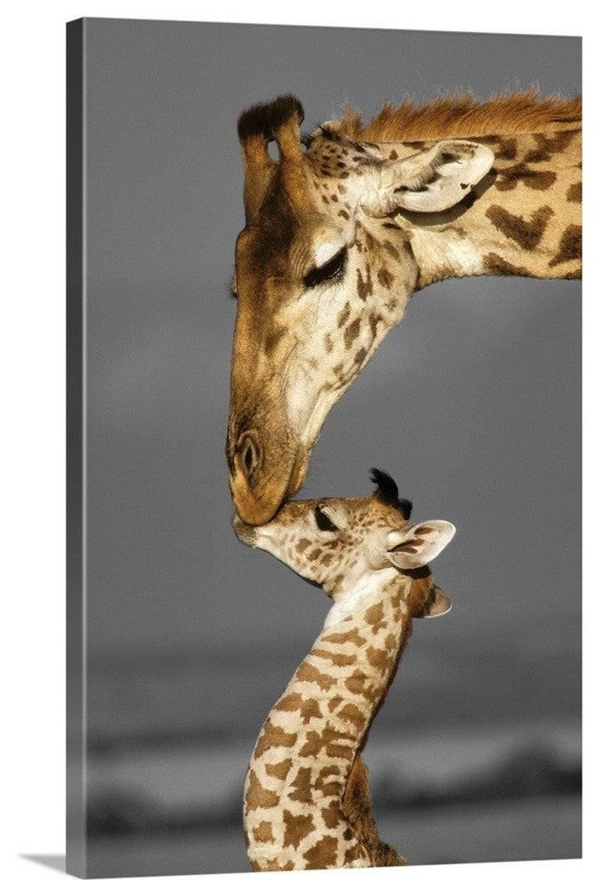 Masai Mara Giraffe Wrapped Canvas Art Print, 16"x24"x1.5"