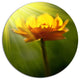 Yellow Flower In Spotlight, Flower Round Wall Art, 23"