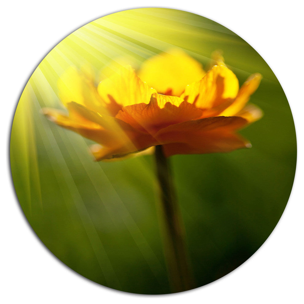 Yellow Flower In Spotlight, Flower Round Wall Art, 23"