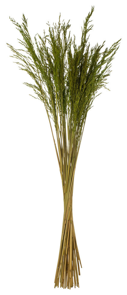 Vickerman H2CGR150 36 Green Congo Grass, 8 oz Bundle, Dried
