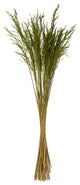 Vickerman H2CGR150 36 Green Congo Grass, 8 oz Bundle, Dried