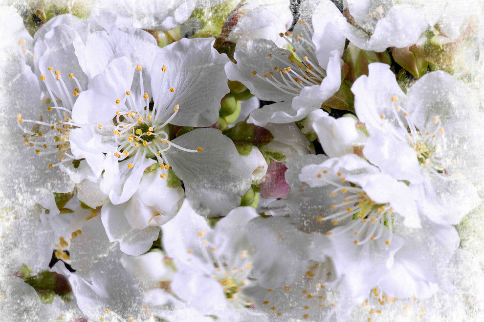 "Apricot Blossoms" Painting Print on Canvas by Aryai