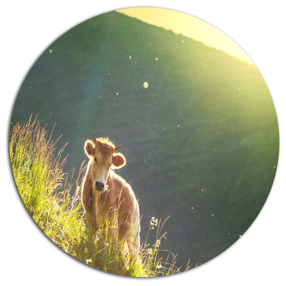 Cow Grazing On Meadow Evening, Landscape Round Metal Wall Art, 11"