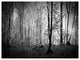 Morning in Thick Fall Forest, Landscape Canvas Art Print, 40"x30"