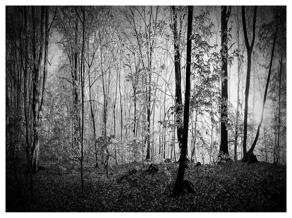 Morning in Thick Fall Forest, Landscape Canvas Art Print, 40"x30"