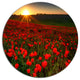 Sunset Over Garden With Red Poppies, Floral Disc Metal Wall Art, 23"