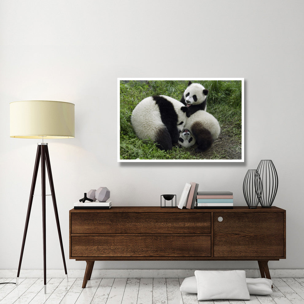 "Three young pandas playing, Wolong Nature Reserve, China" Paper Art, 50"x34"