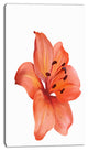 Beautiful Red Lily Watercolor Sketch, Flower Artwork on Canvas, 16"x32"