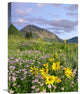 "Orange Sneezeweed And Smooth Asters And Gothic Mountain, Colorado" Artwork