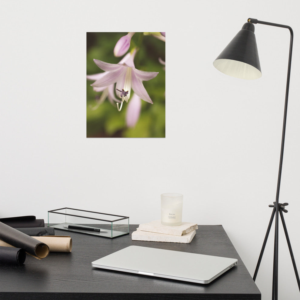 Softened Hosta Bloom Nature Photography, Floral Unframed Wall Art Print, 12" X 16"
