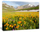 Mountain Plain with Wild Yellow Flowers, Floral Canvas Art Print, 60"x28"