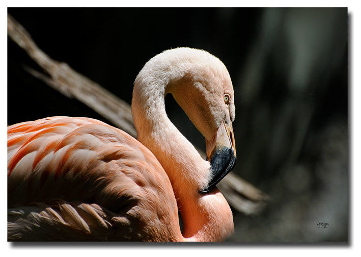 ''The Sacred Old Flamingoes'' Canvas Art by Lois Bryan