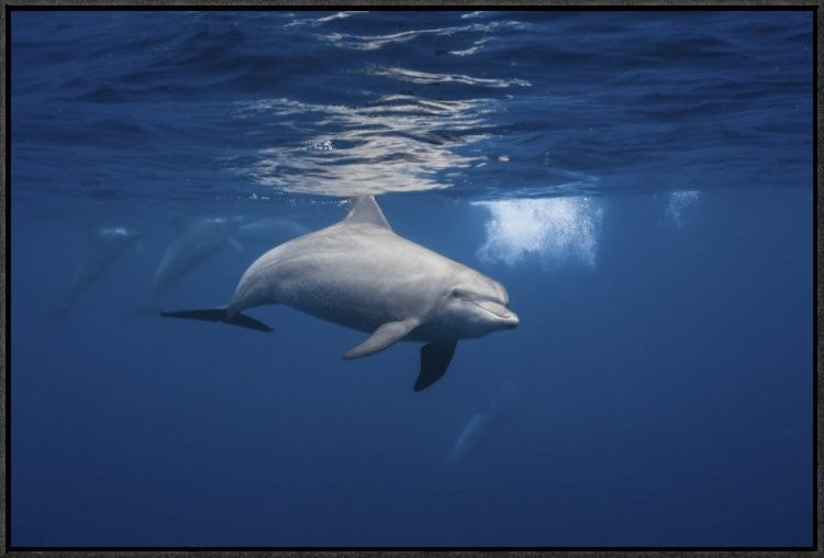 Curious Dolphin, 30"x20"