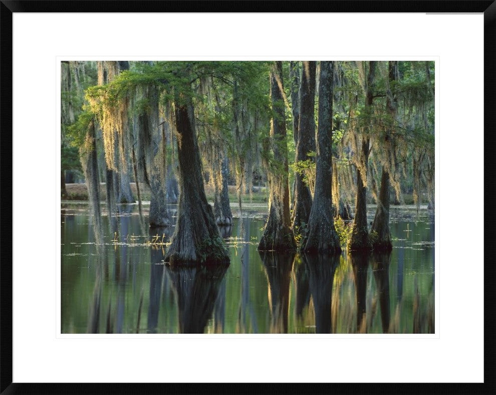 Bald Cypress Swamp, Sam Houston Jones State Park, Louisiana, 30"x24"