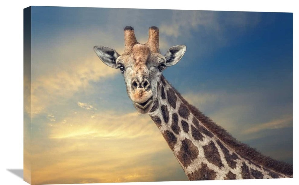 "The Friendly Giant" Stretched Canvas Giclee by Piet Flour, 30"x20"
