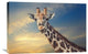 "The Friendly Giant" Stretched Canvas Giclee by Piet Flour, 30"x20"