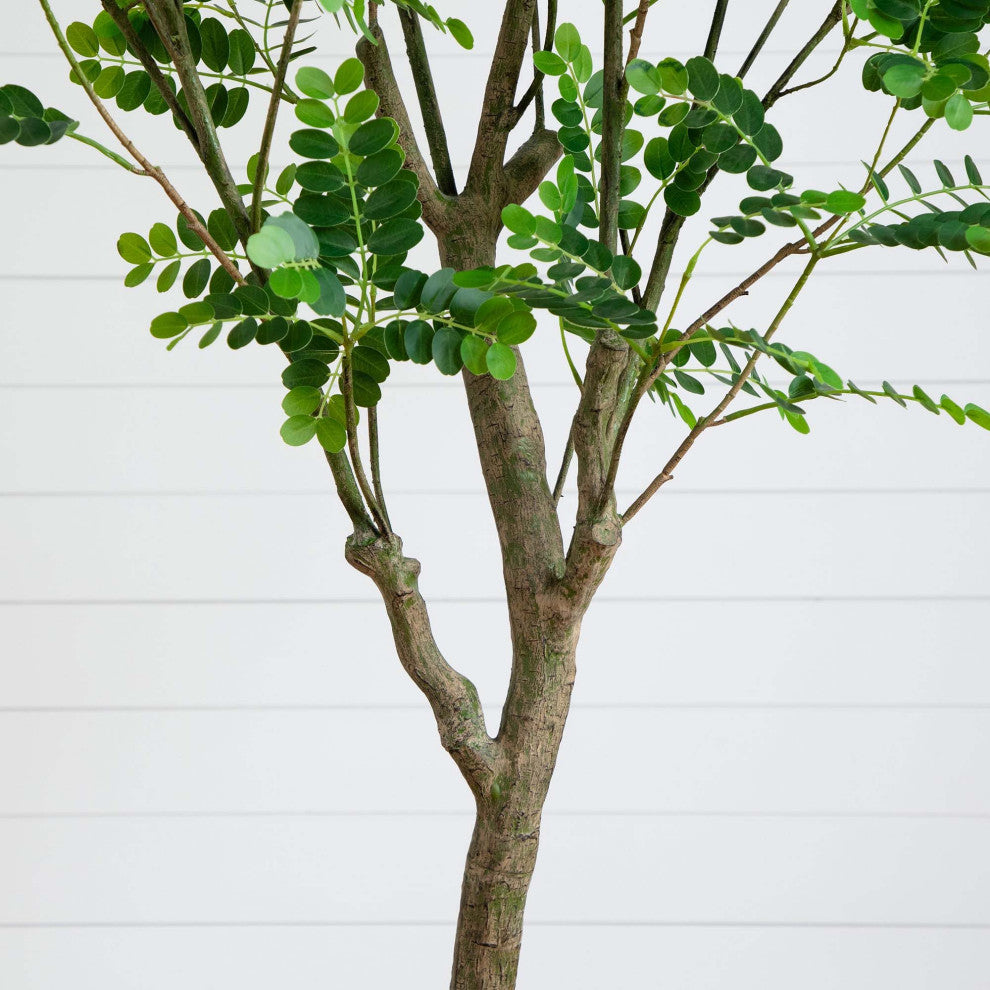 Close-up crop of trunk/branches on white background.